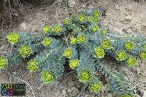 Euphorbia myrsinites (2).jpg_product